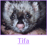 Tifa